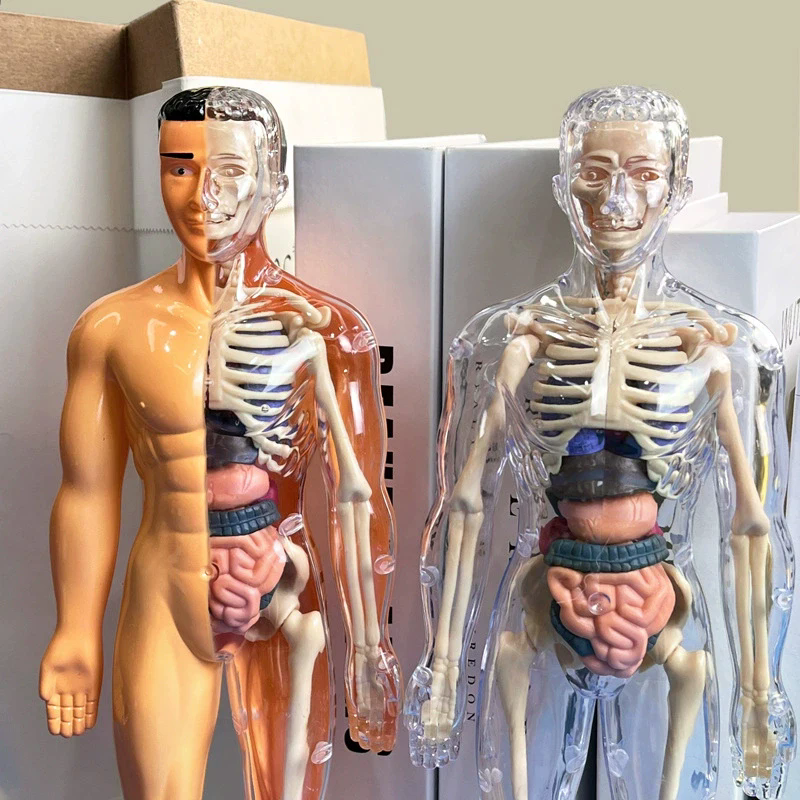 3D İnsan İskeleti Organ Anatom - Model Kit Simulator incelemesi ve fiyatı