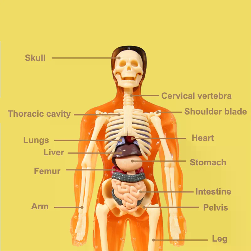 3D İnsan İskeleti Organ Anatom - Model Kit Simulator incelemesi ve fiyatı
