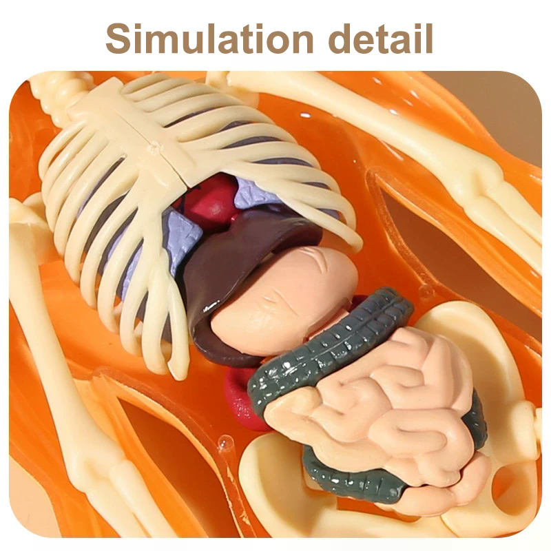3D İnsan İskeleti Organ Anatom - Model Kit Simulator incelemesi ve fiyatı