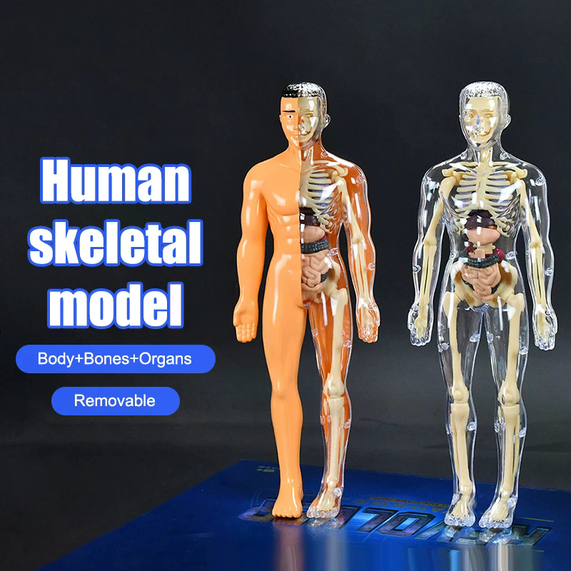 3D İnsan İskeleti Organ Anatom - Model Kit Simulator incelemesi ve fiyatı